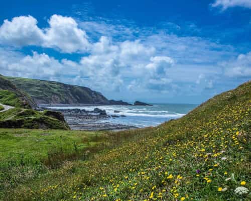 Bude landscape with flowers