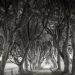 game of Thrones tree-lined avenue