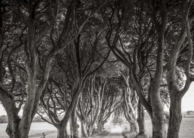 game of Thrones tree-lined avenue